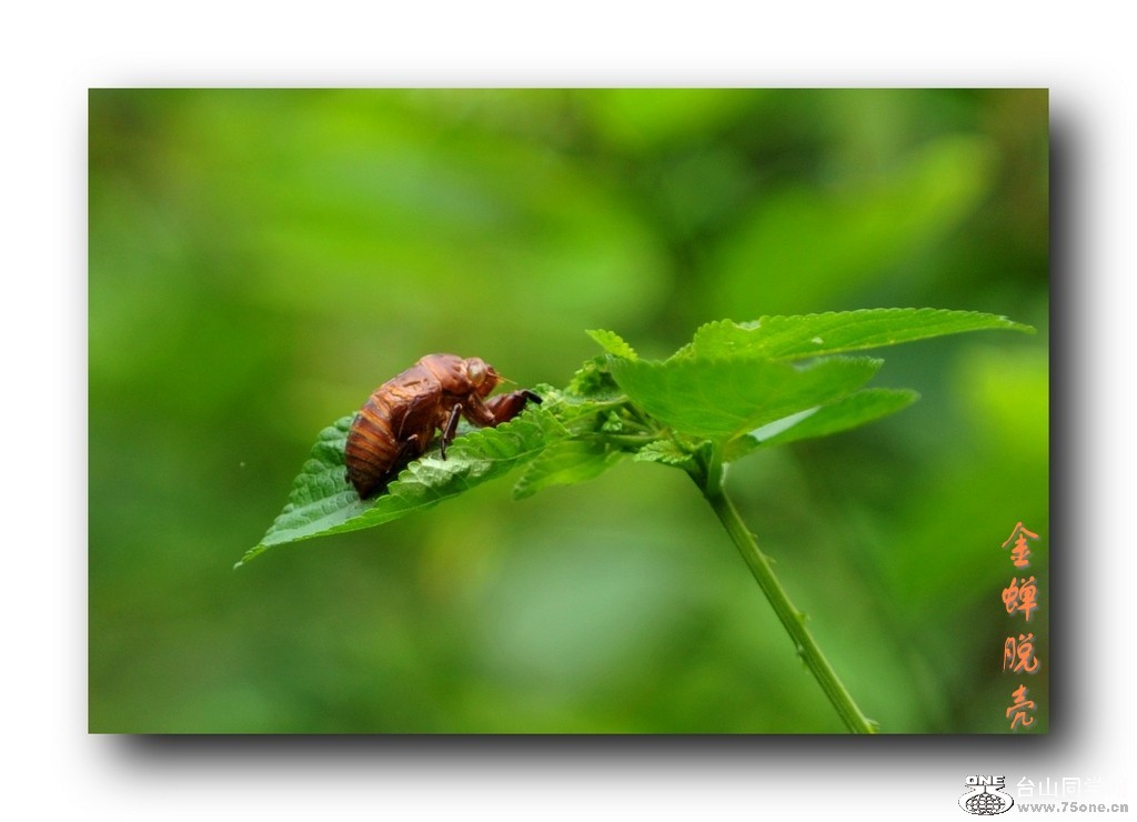 ��Ƭ 1531_conew1.jpg