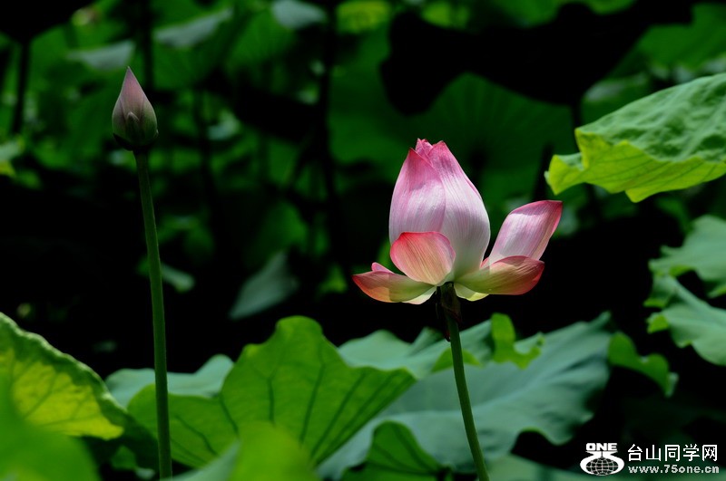 DSC_4138.jpg