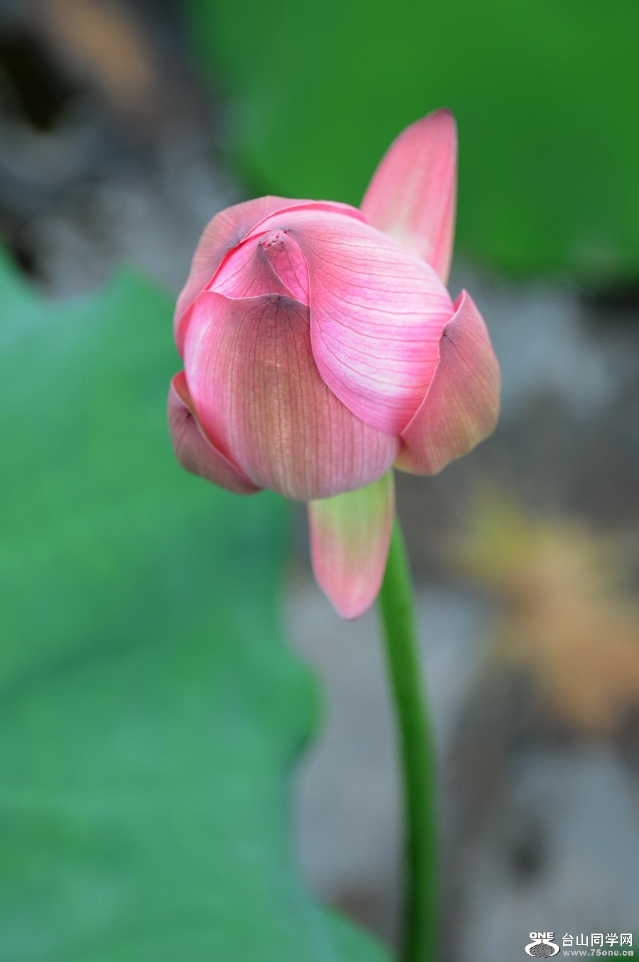 DSC_4044.jpg
