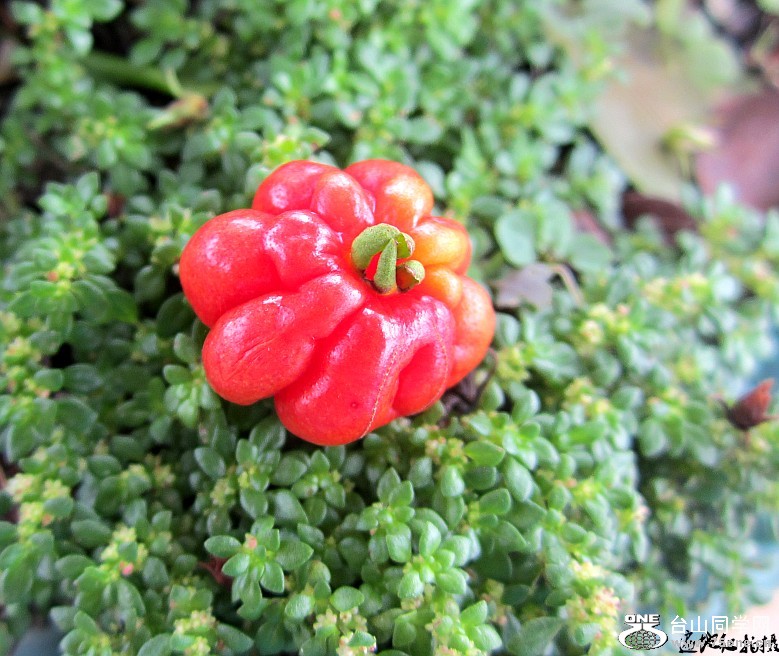 ��԰��ɽʯ������ 149_conew1.jpg