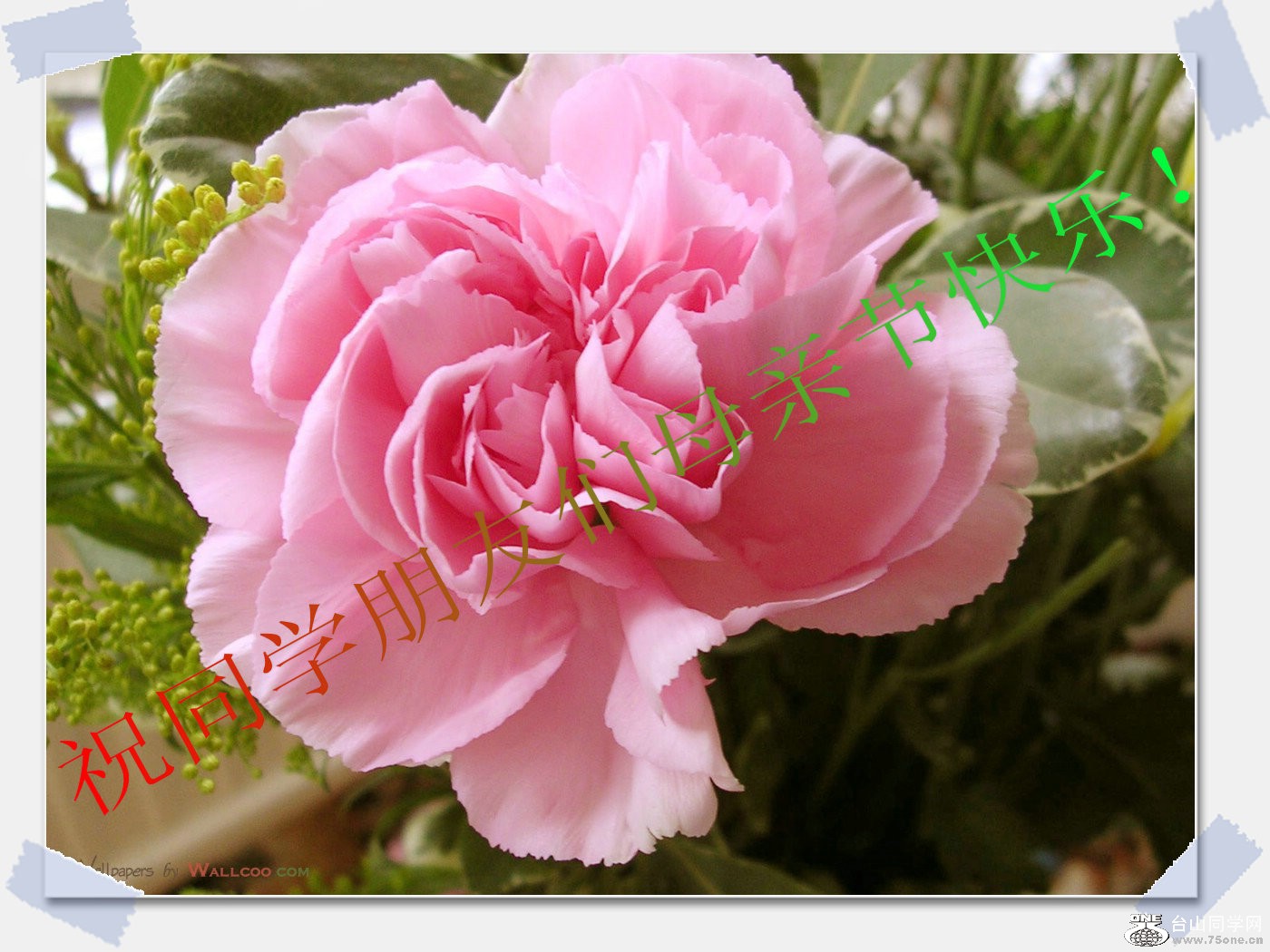 flower_carnation_flowers_mothers_day_27102_4_.jpg