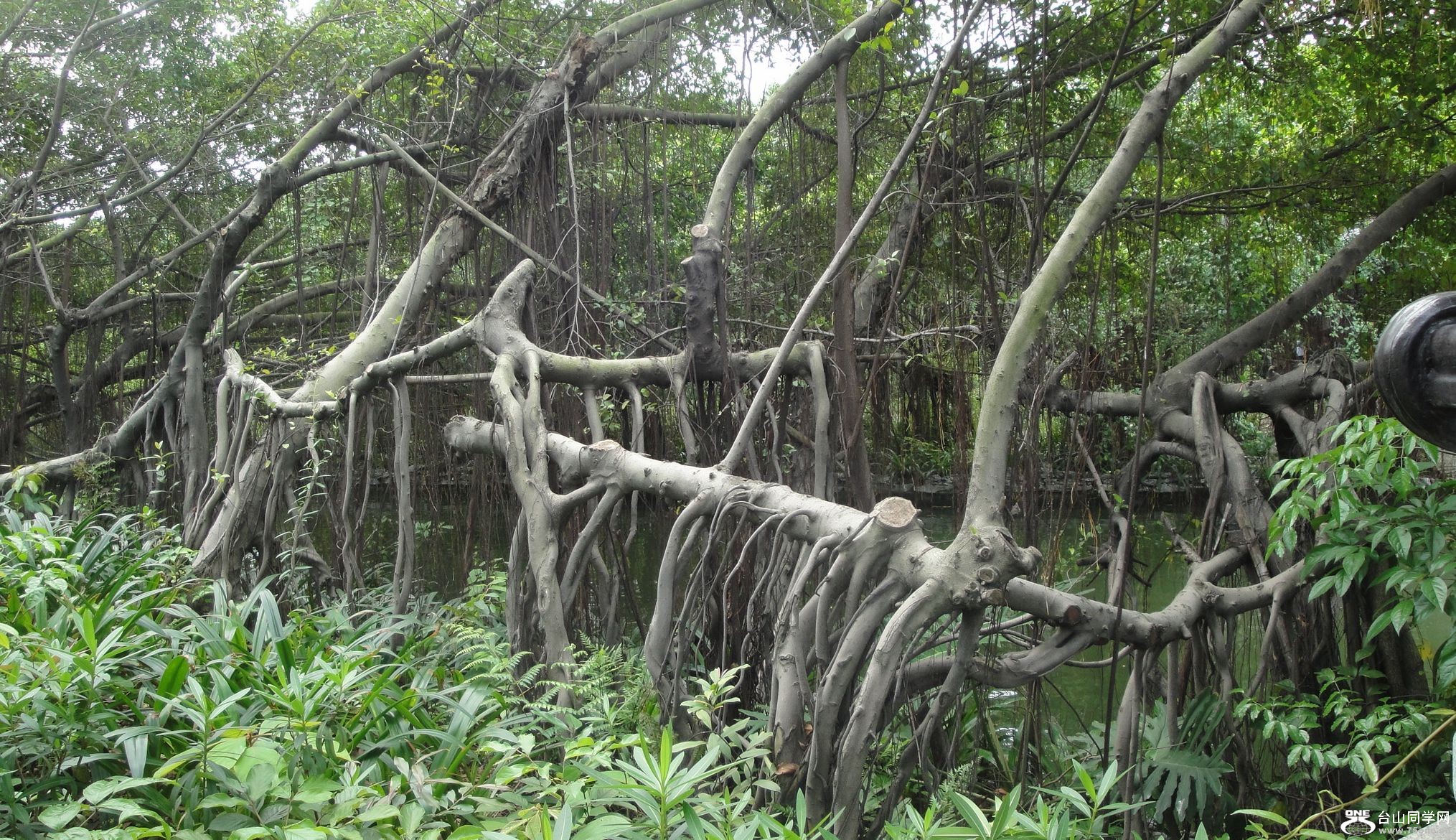 DSC09850.jpg