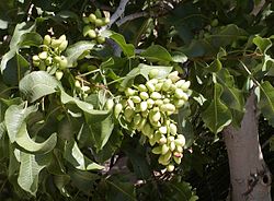 250px-Pistacia_vera_Kerman.jpg