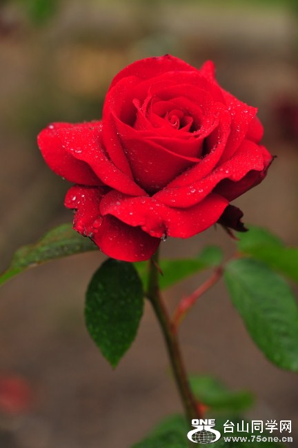 DSC_5916_.jpg