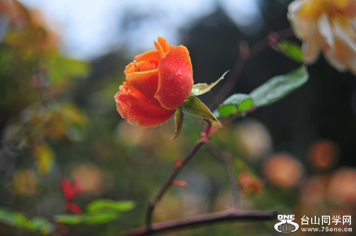 DSC_5872_.jpg