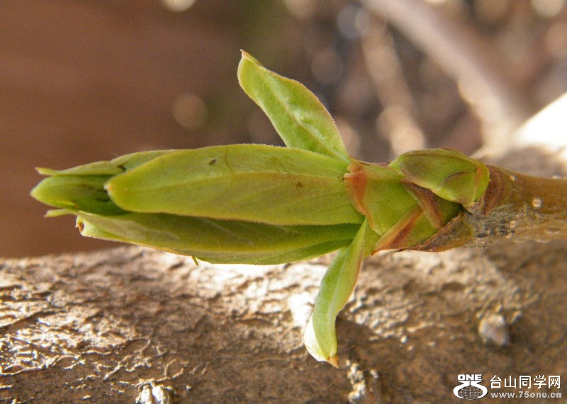 DSCF4075.JPG