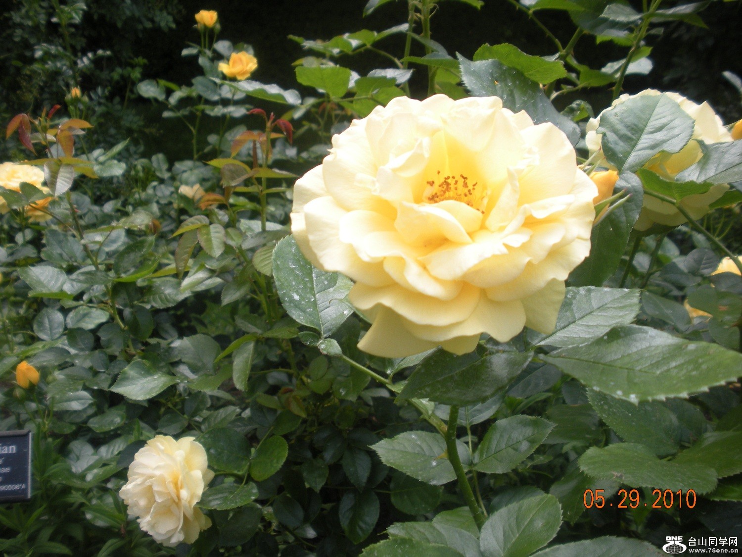 Brooklyn Botanic Park 022.jpg