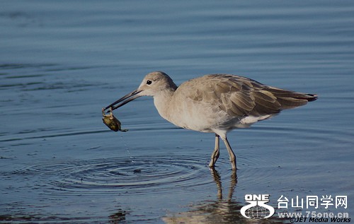 eat like a bird.jpg