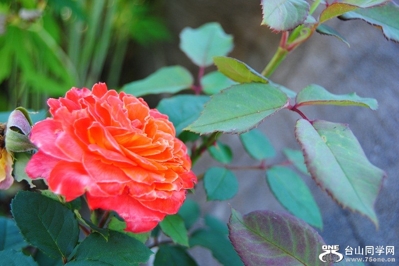 DSC_3525.JPG