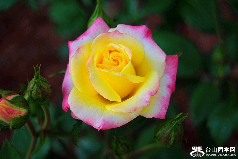 DSC_2539.jpg