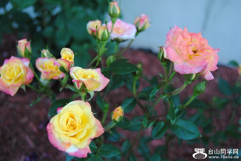 DSC_3129.JPG