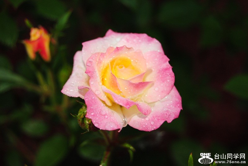 DSC_2854.JPG