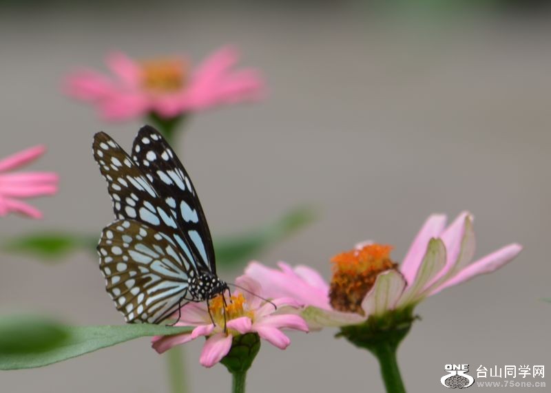 6-17-2012 Butterfly 301.jpg