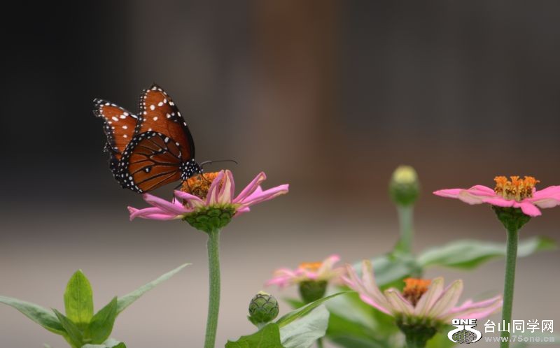 6-17-2012 Butterfly 158.jpg