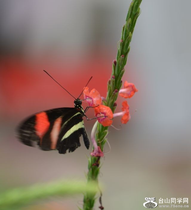 6-17-2012 Butterfly 121.jpg