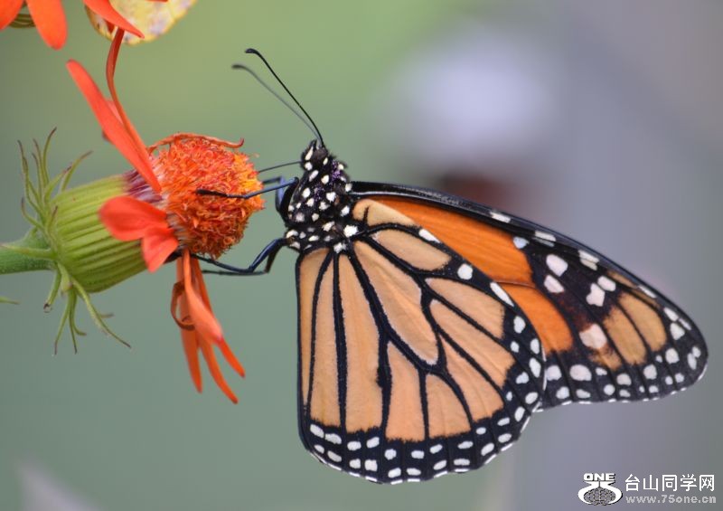 6-17-2012 Butterfly 041.jpg