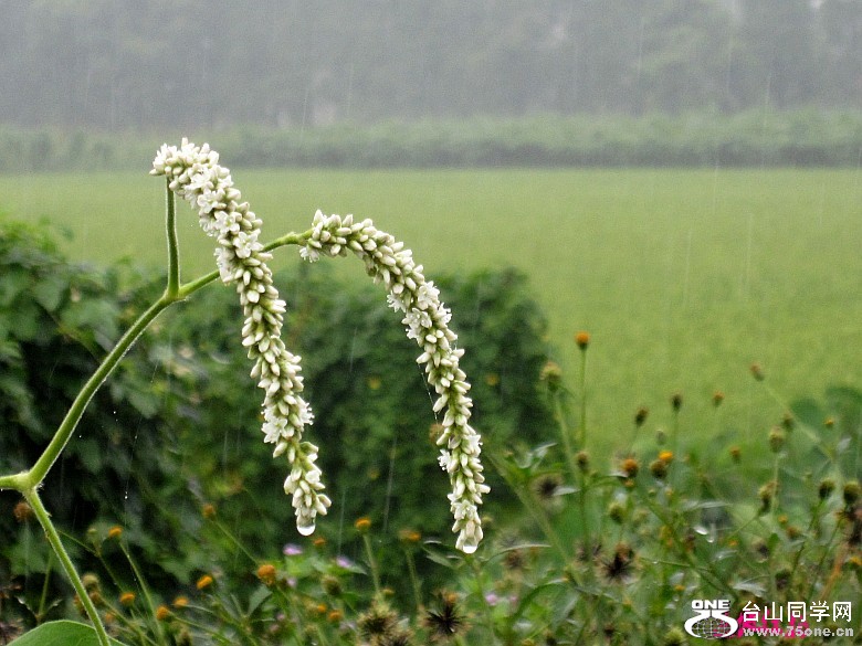 ���������� 269_conew1.jpg