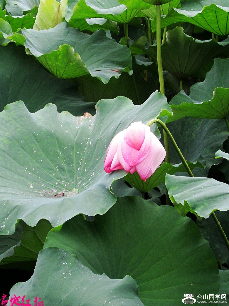 ���������� 223_conew1.jpg