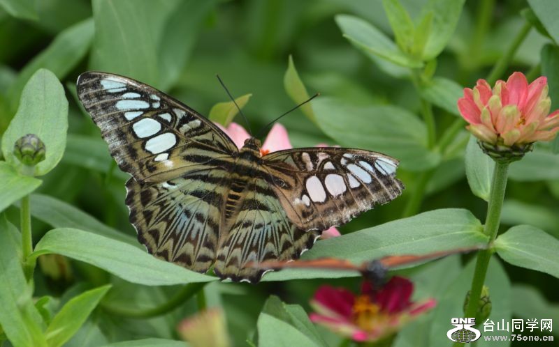 6-17-2012 Butterfly 084.jpg