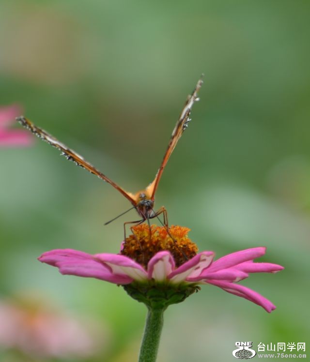 6-17-2012 Butterfly 155.jpg