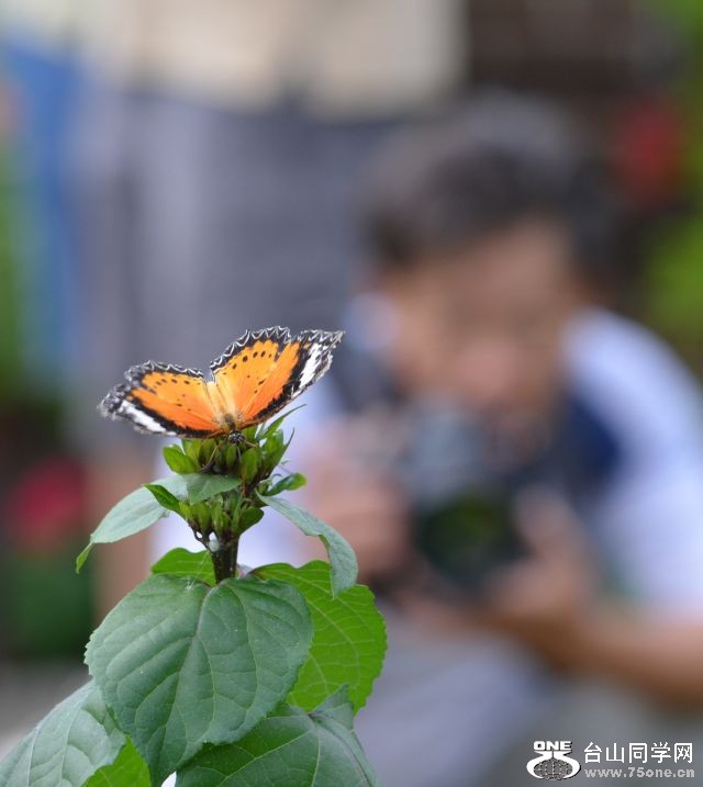 6-17-2012 Butterfly 313.jpg