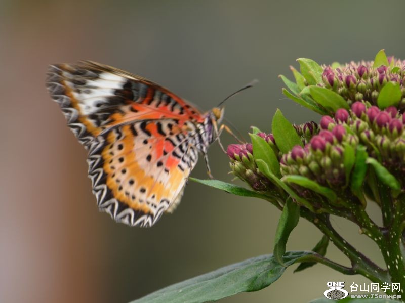 6-17-2012 Butterfly 250.jpg