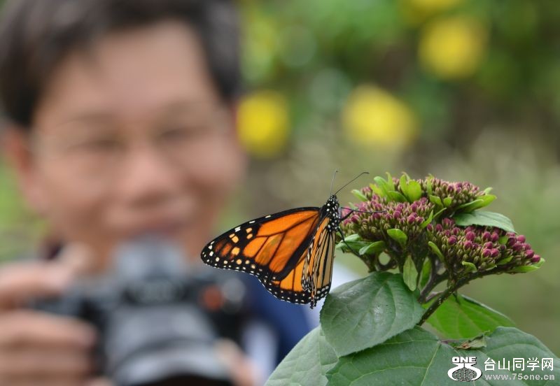 6-17-2012 Butterfly 307.jpg