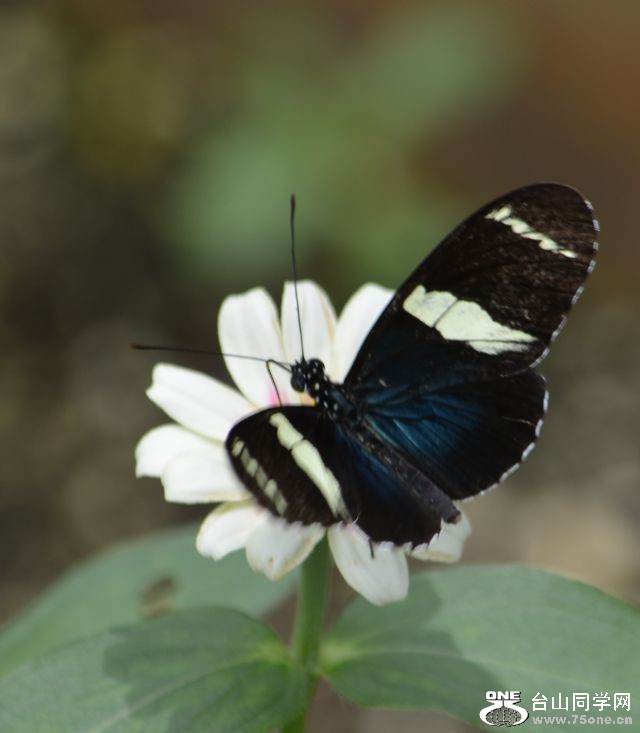 6-17-2012 Butterfly 064.jpg