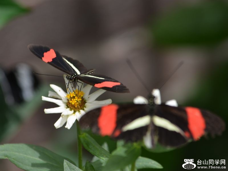 6-17-2012 Butterfly 071.jpg