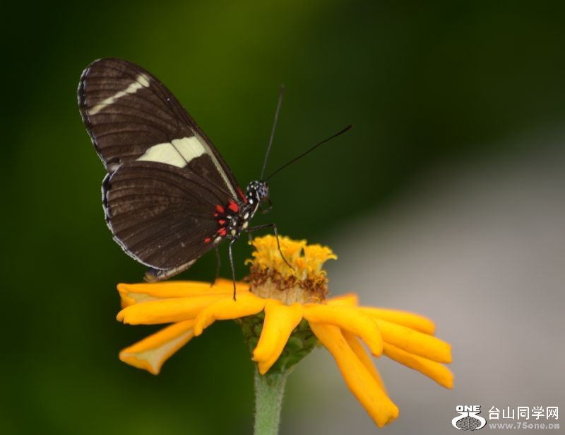 6-17-2012 Butterfly 123.jpg