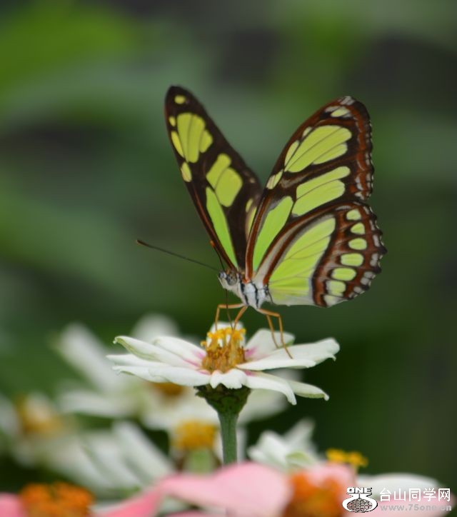 6-17-2012 Butterfly 096.jpg