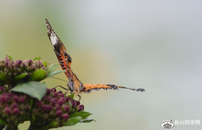 6-17-2012 Butterfly 291.jpg