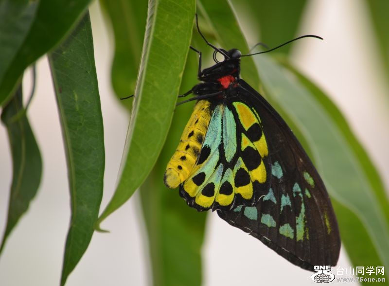 6-17-2012 Butterfly 339.jpg