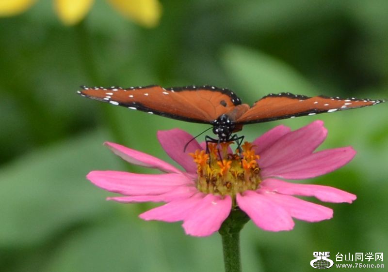 6-17-2012 Butterfly 245.jpg