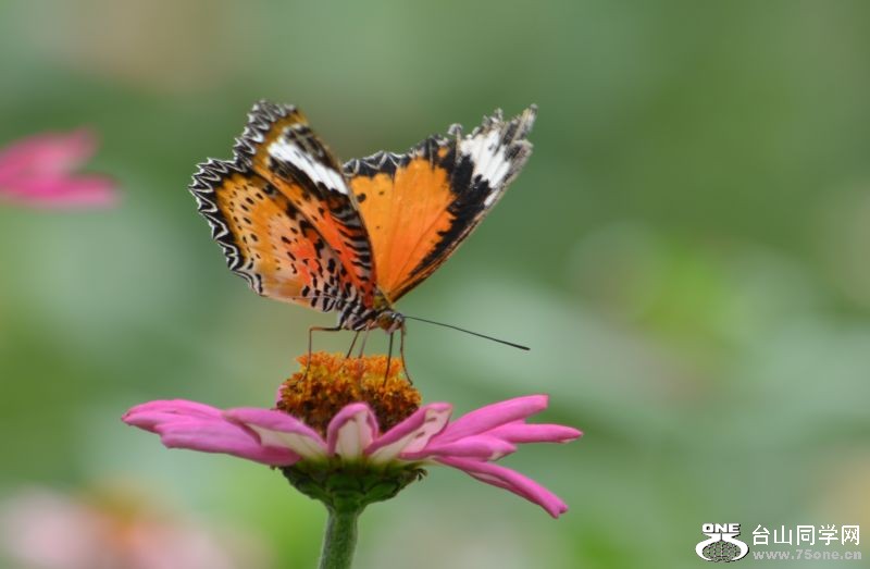 6-17-2012 Butterfly 153.jpg