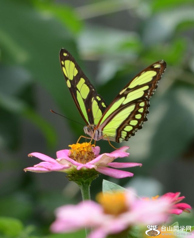 6-17-2012 Butterfly 146.jpg