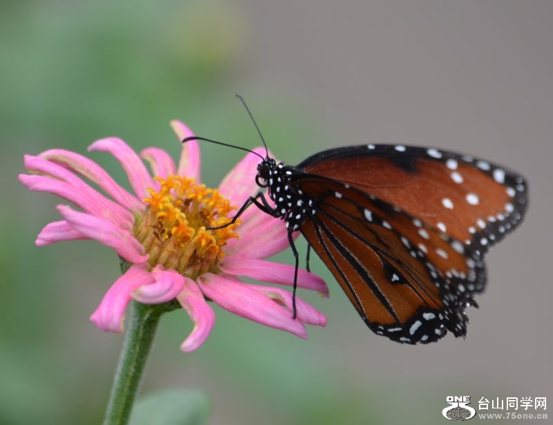 6-17-2012 Butterfly 117.jpg