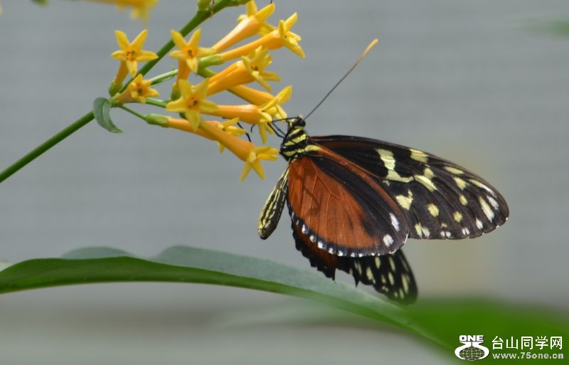 6-17-2012 Butterfly 014.jpg