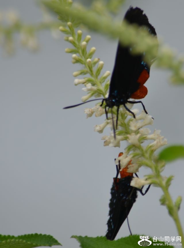 6-17-2012 Butterfly 094.jpg