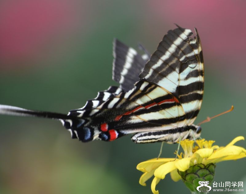 6-17-2012 Butterfly 309.jpg