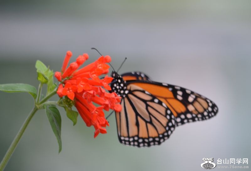 6-17-2012 Butterfly 163.jpg