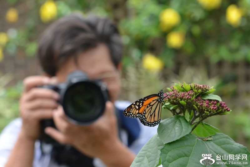 6-17-2012 Butterfly 304.jpg