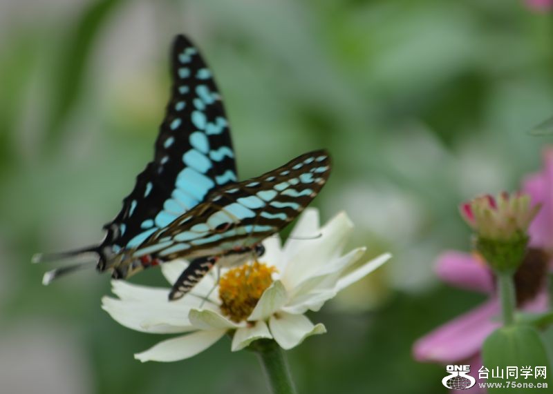 6-17-2012 Butterfly 082.jpg