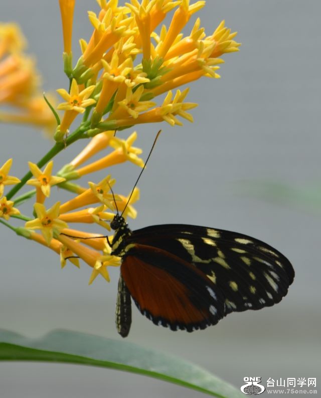 6-17-2012 Butterfly 018.jpg