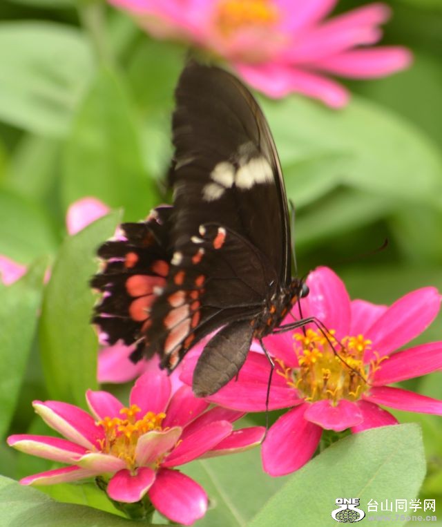 6-17-2012 Butterfly 031.jpg