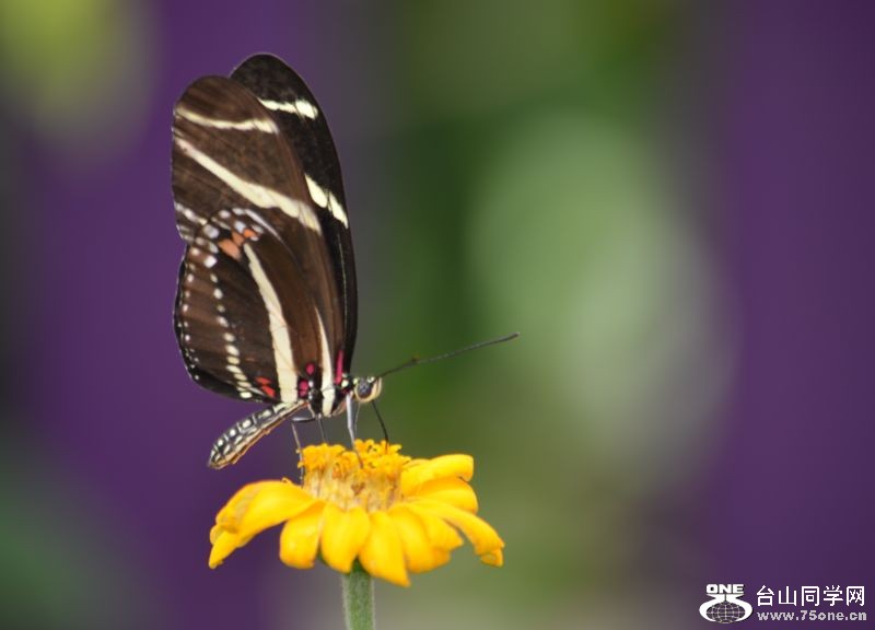 6-17-2012 Butterfly 125.jpg