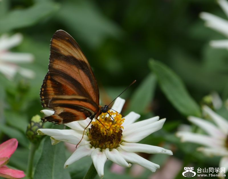 6-17-2012 Butterfly 085.jpg