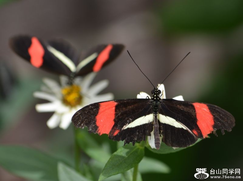 6-17-2012 Butterfly 070.jpg