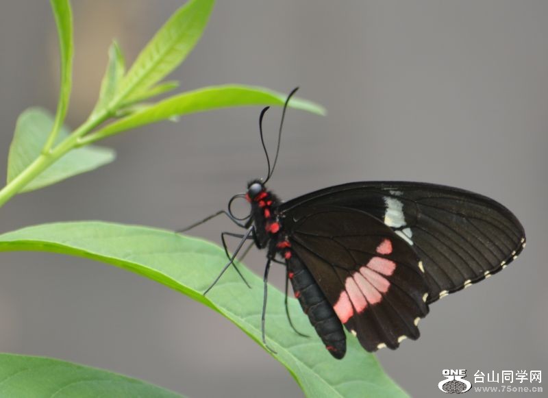 6-17-2012 Butterfly 010.jpg