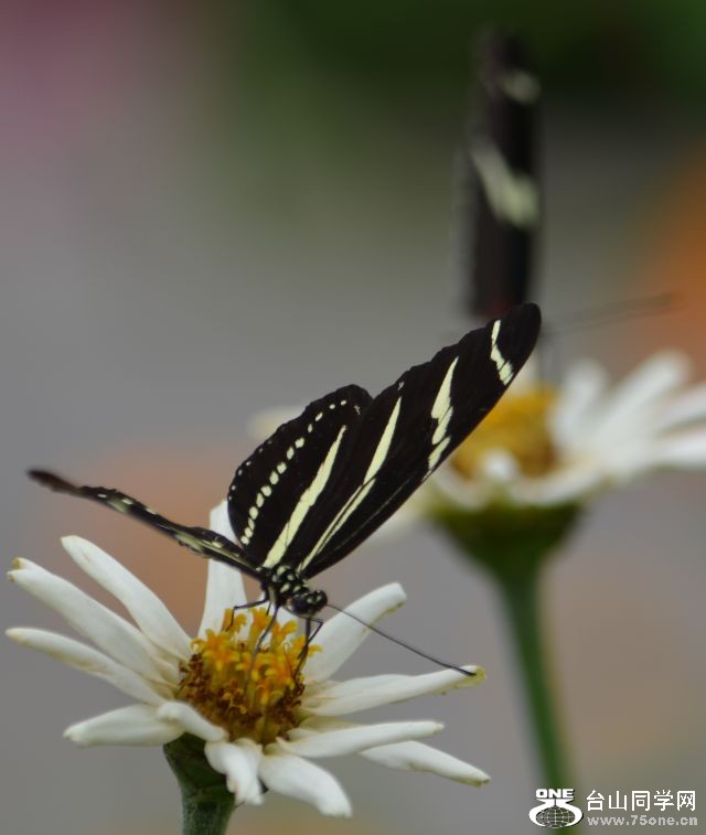 6-17-2012 Butterfly 187.jpg